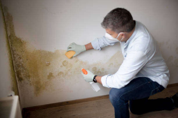Biohazard Mold Removal in Monette, AR
