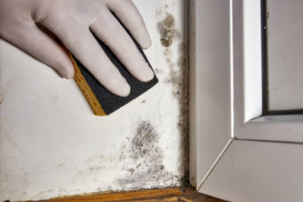 Best Real Estate Mold Inspection  in Monette, AR